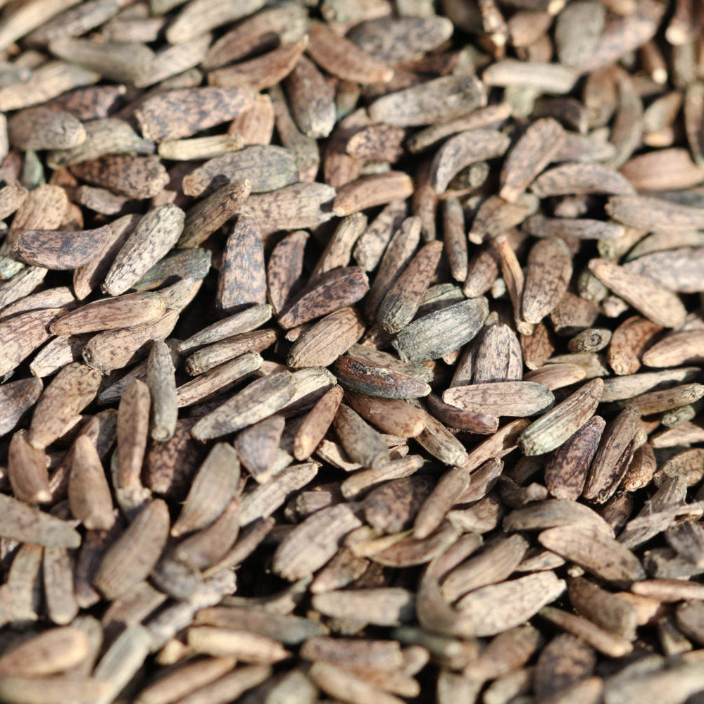 Organic Burdock Plant Seeds – Easy to Grow Medicinal Root Herb