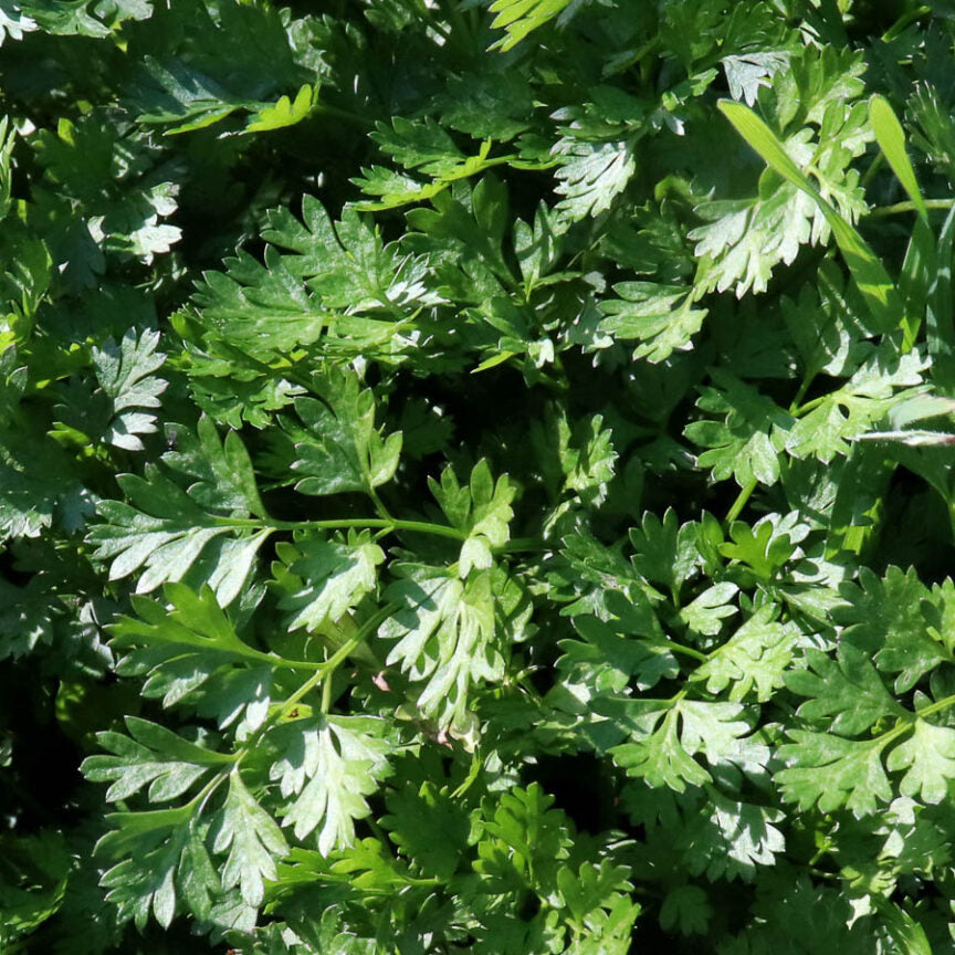 Organic Chervil Plant Seeds – Mild Anise Flavor for Kitchen Gardens