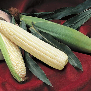 Silver Queen Corn Seeds – Hybrid Sweet Variety