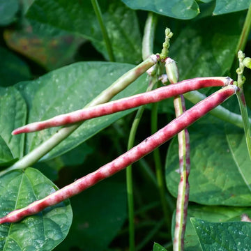 Buy Purple Hull Pea Seeds Online – Non-GMO Tender Pods for Gardens