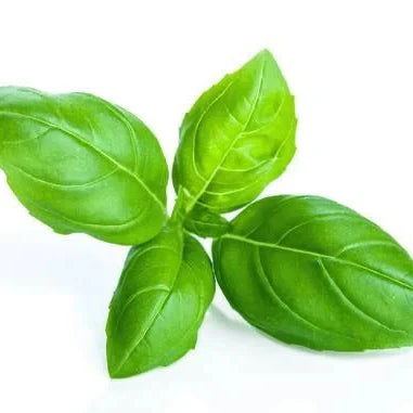 Buy Sweet Basil Herb Seeds Online – Ocimum basilicum Organic Variety