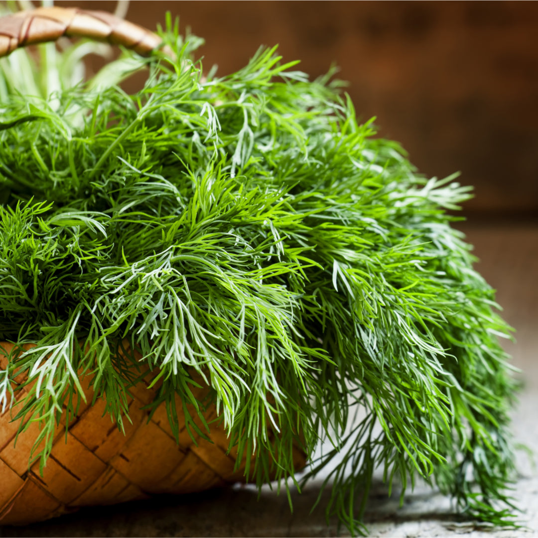 Heirloom Dill Seeds – Fragrant Herb That Attracts Bees and Butterflie