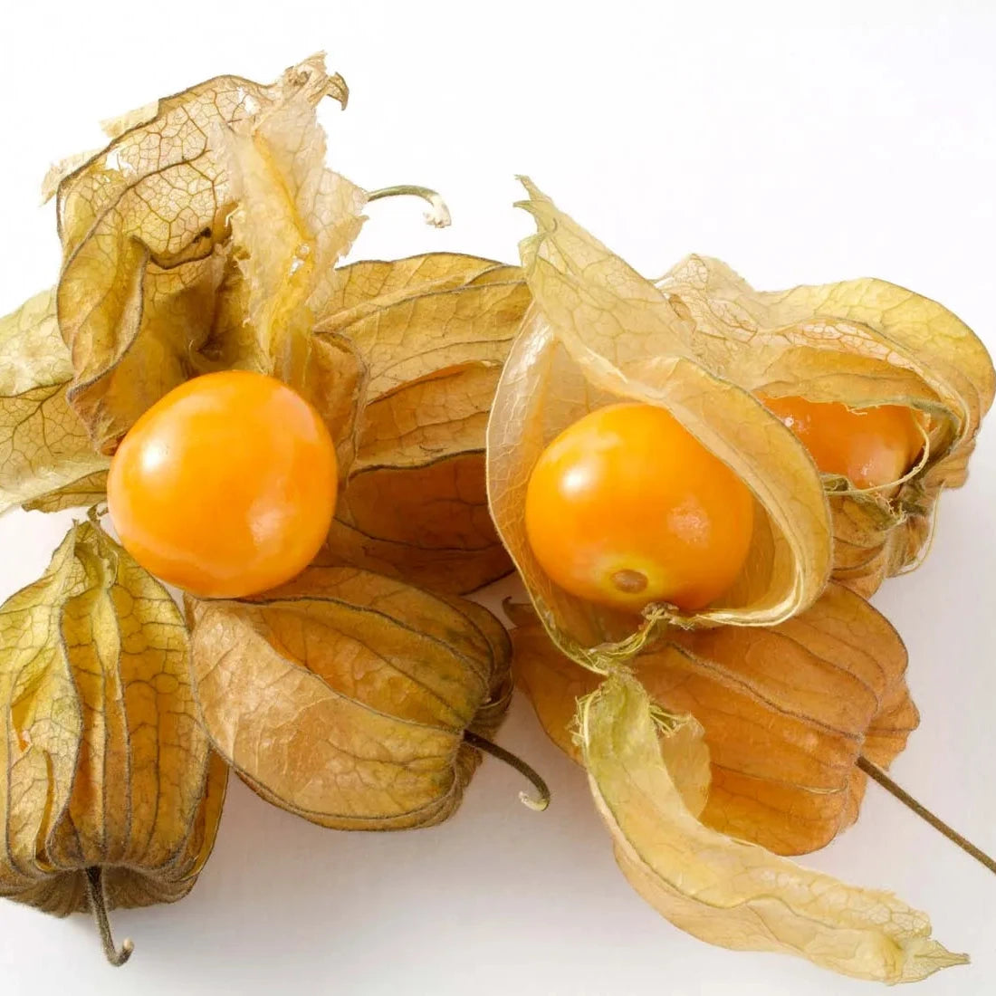 Heirloom Ground Cherry Seeds – Non-GMO Superfruit for Pots and Beds