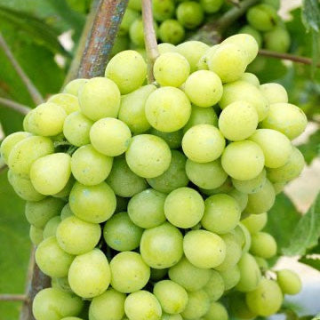 Organic Green Grape Plant Seeds – Sweet Fruit for Garden Trellises