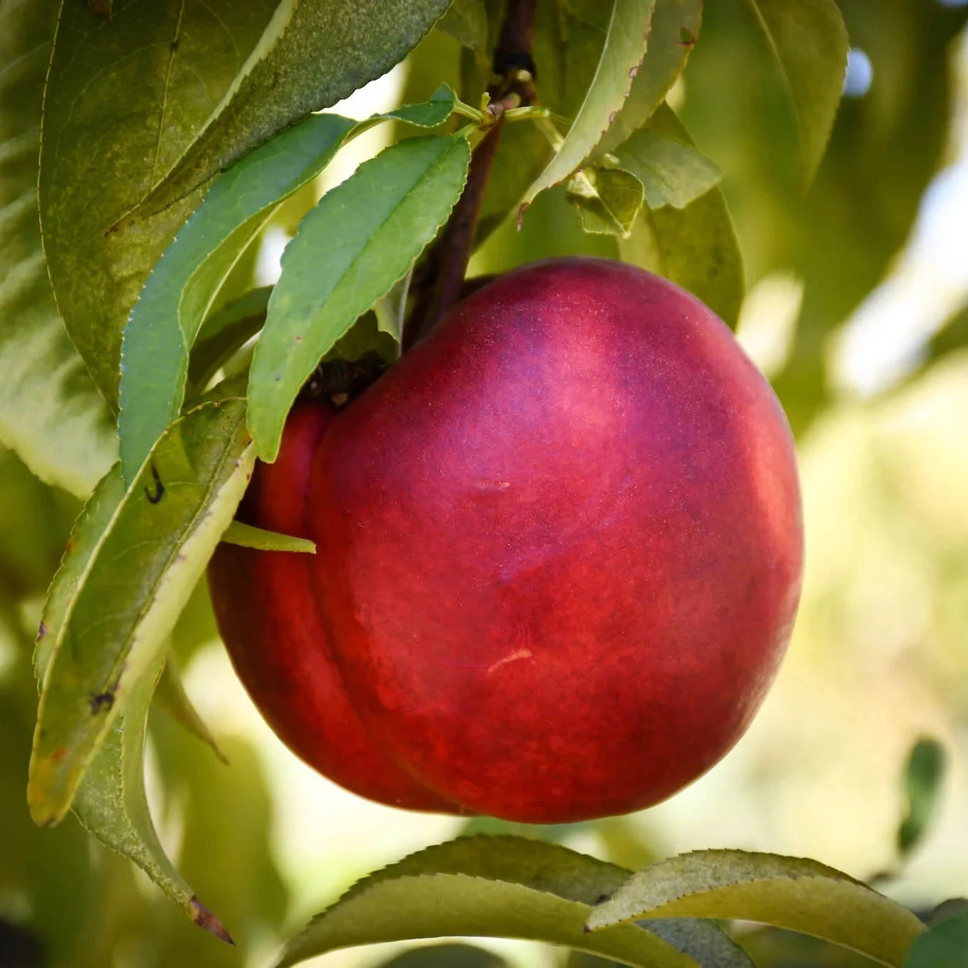 Organic Nectarine Plant Seeds – Edible Fruit Tree for Backyard Orchards