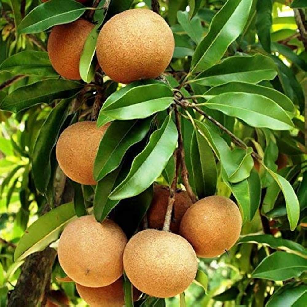Organic Sapota Plant Seeds – Nutrient-Rich Tropical Fruit Variety
