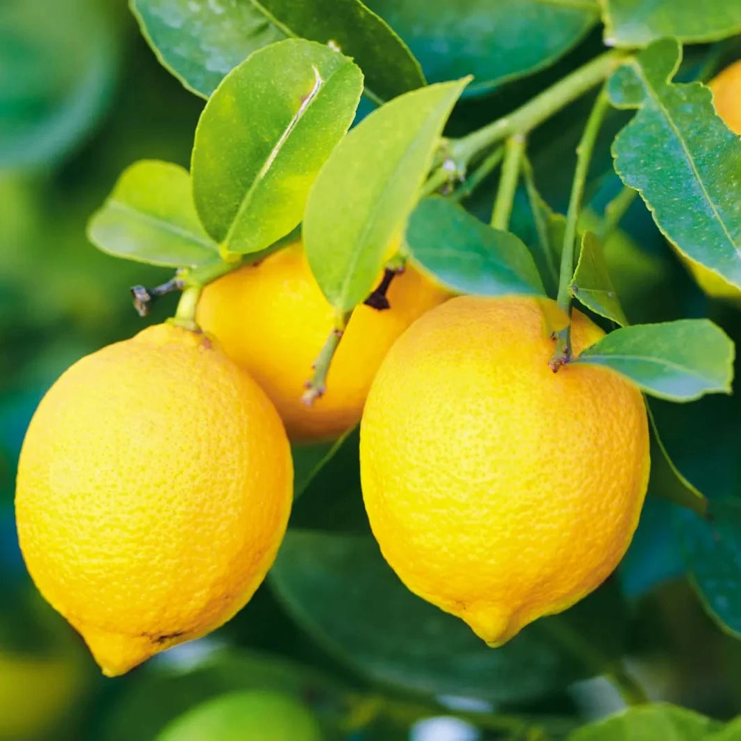 Organic Lemon Plant Seeds – Edible Citrus Tree for Pots & Balconies