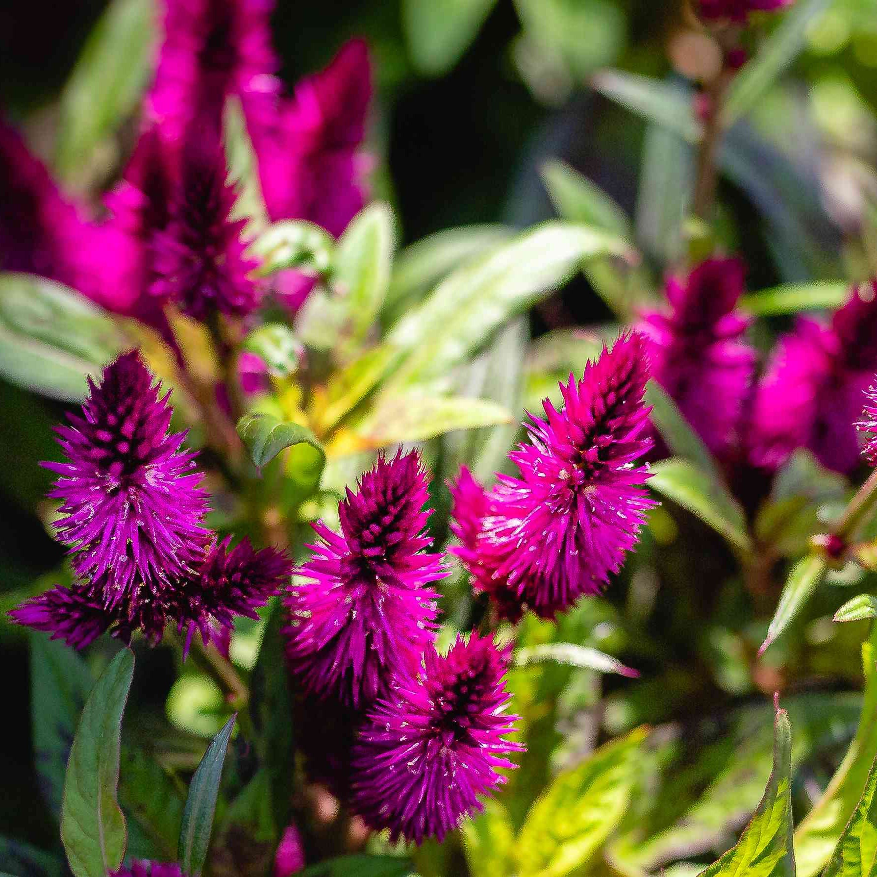 Organic Celosia Plant Seeds – Ornamental Feathery Blooms for Pots & Borders