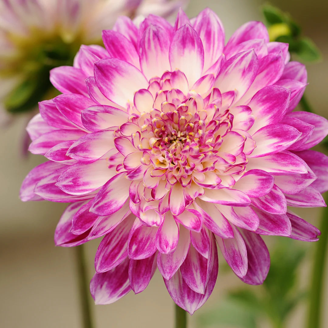 Chrysanthemum Flower Seeds – Organic Mixed Variety for Decorative Gardens