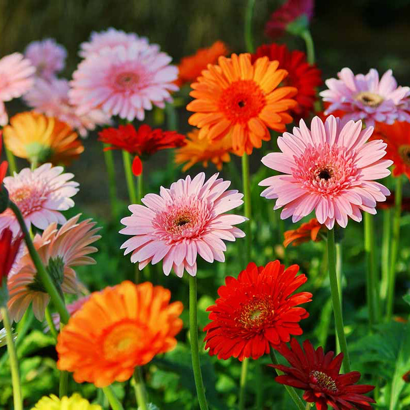gerbera flower seeds Gerbera Flower Seeds – Large Blooming Ornamental Garden Variety