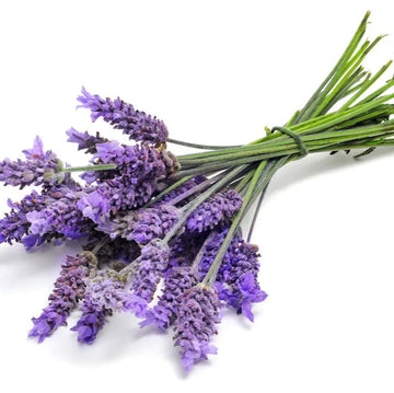 Lavender Herb Seeds – Fragrant Perennial Flowering Variety