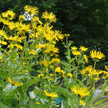 Buy Elecampane Seeds Online – Heirloom Inula helenium Variety