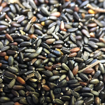 Lemon Balm Herb Seeds – Fragrant Perennial Garden Variety