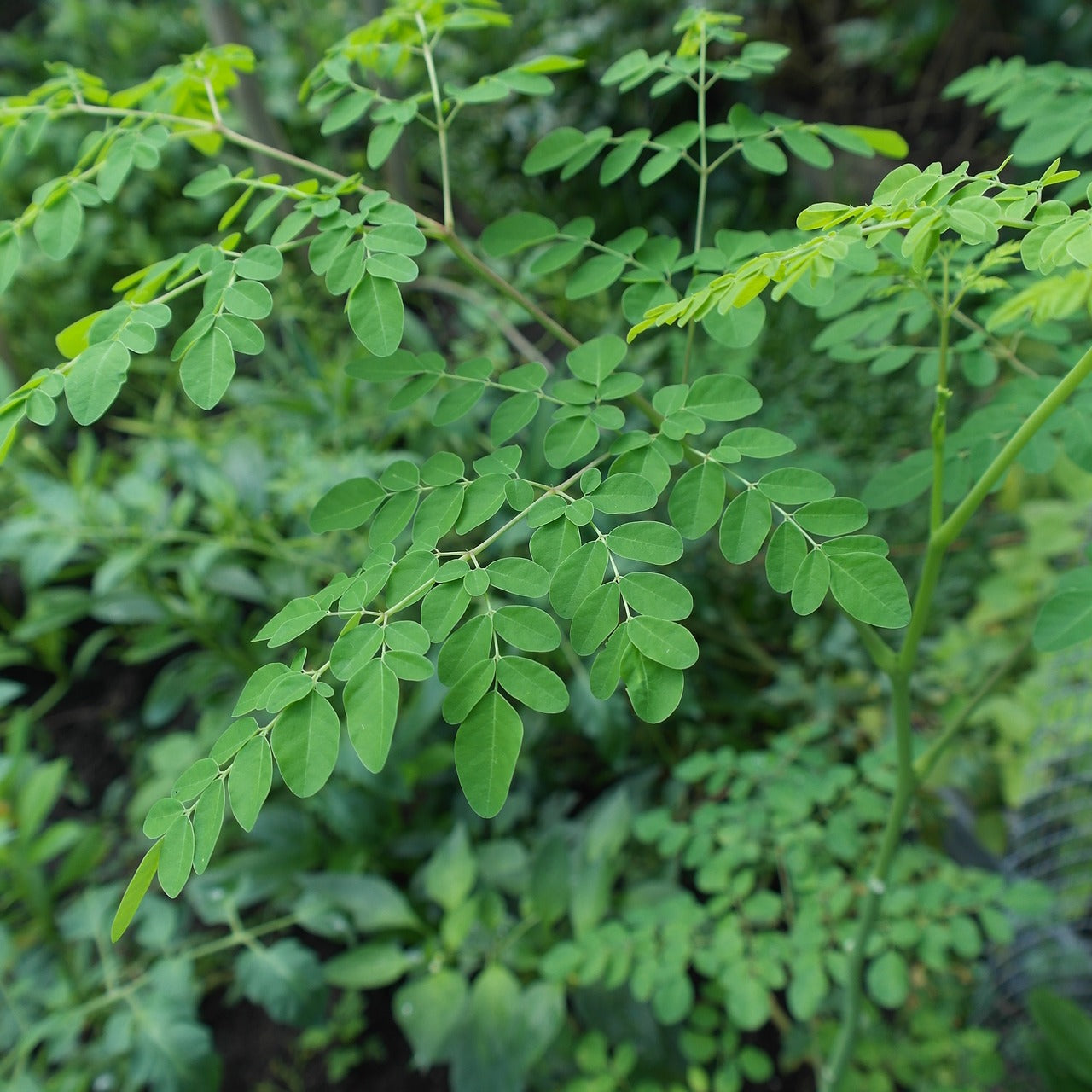 Organic Moringa Plant Seeds – Nutrient-Rich Superfood for Wellness Gardens