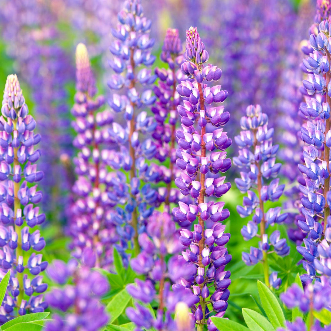 Organic Lupin Plant Seeds – Vibrant Ornamental Flower for Borders & Beds