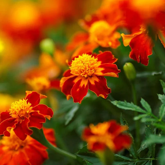 Organic Marigold Plant Seeds – Easy-Grow Ornamental Flower for Borders