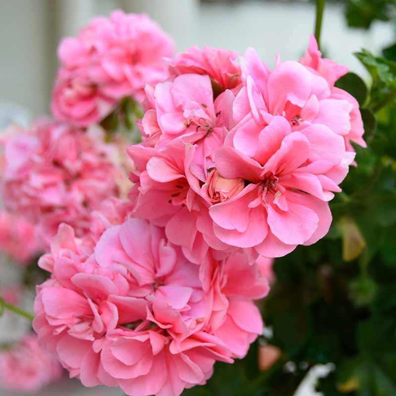 Heirloom Geranium Seeds – Non-GMO Colorful Blooms for Garden Décor