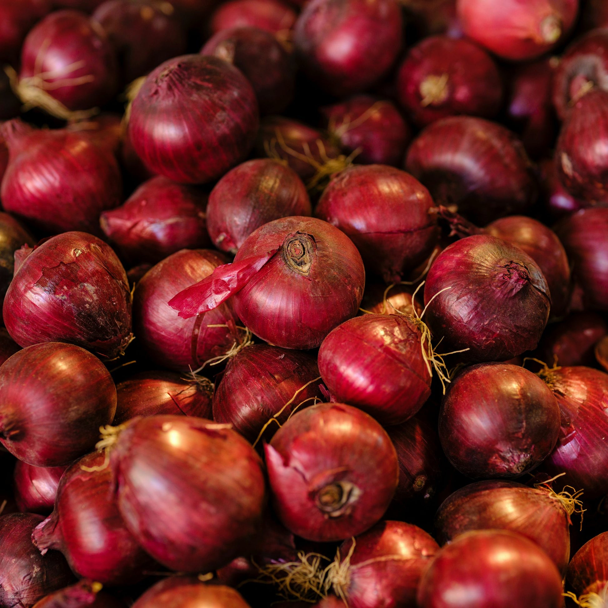 Premium Red Onion Plant Seeds – Easy Growing Vegetable for Families