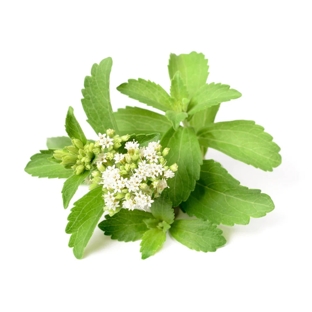 Organic Stevia Plant Seeds – Sugar-Free Sweet Herb for Teas and Desserts