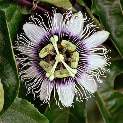 Buy Passion Fruit Seeds Online – Passiflora edulis Sweet-Tart Variety