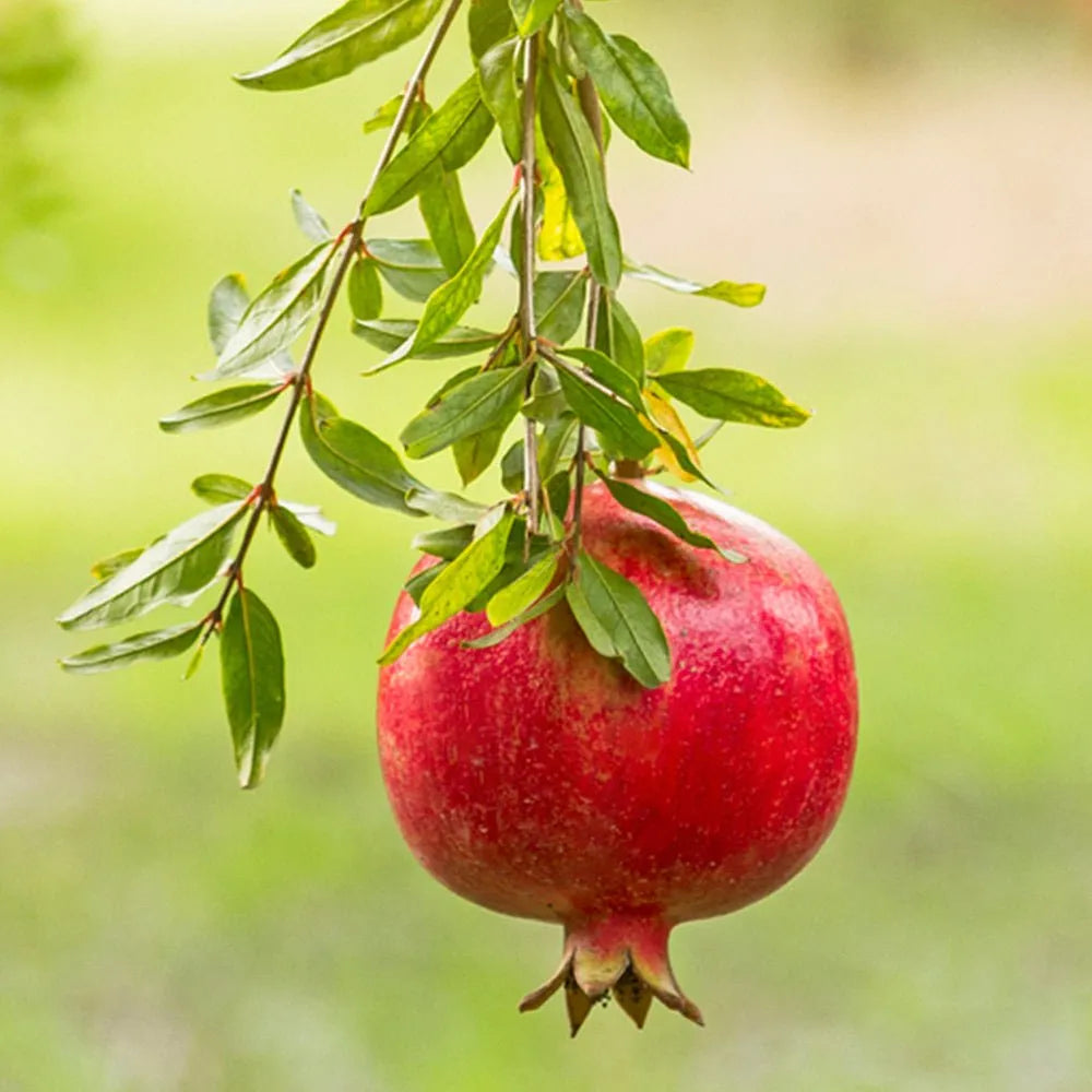 Heirloom Pomegranate Seeds – Non-GMO Fruit Tree for Backyard Gardens