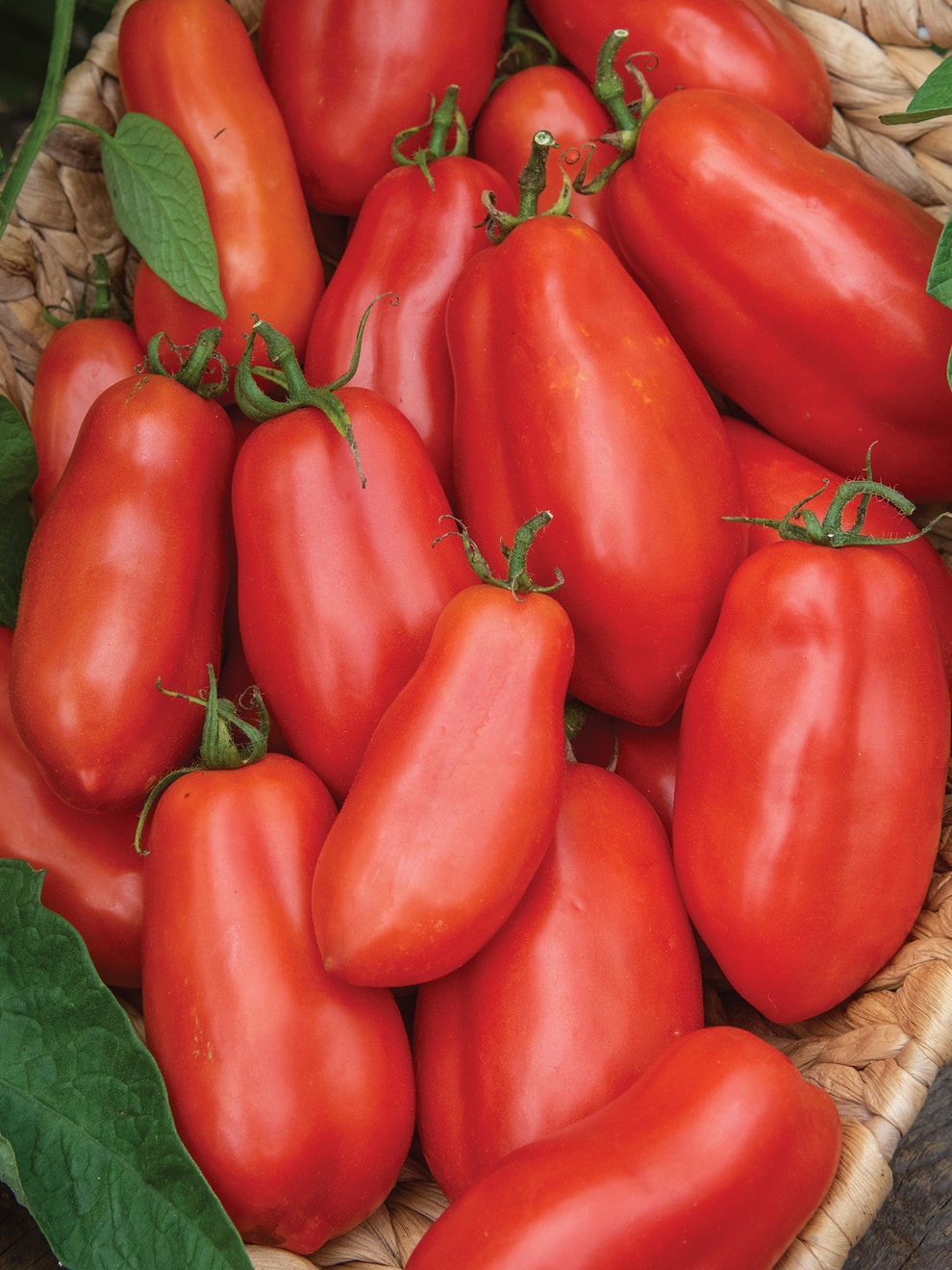 Buy Tomato Seeds Online – Heirloom Non-GMO Varieties for Kitchens