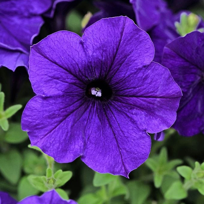 Organic Wave Petunia Plant Seeds – Bright Long-Lasting Garden Blooms