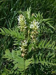 Non-GMO American Licorice seeds for native restoration landscapes