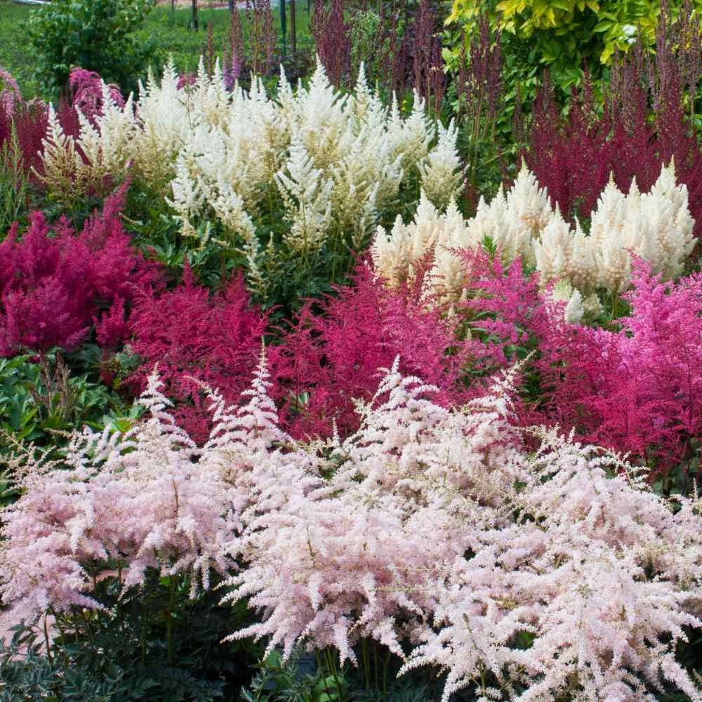 Non-GMO Mixed Astilbe Flower Seeds for Gardening