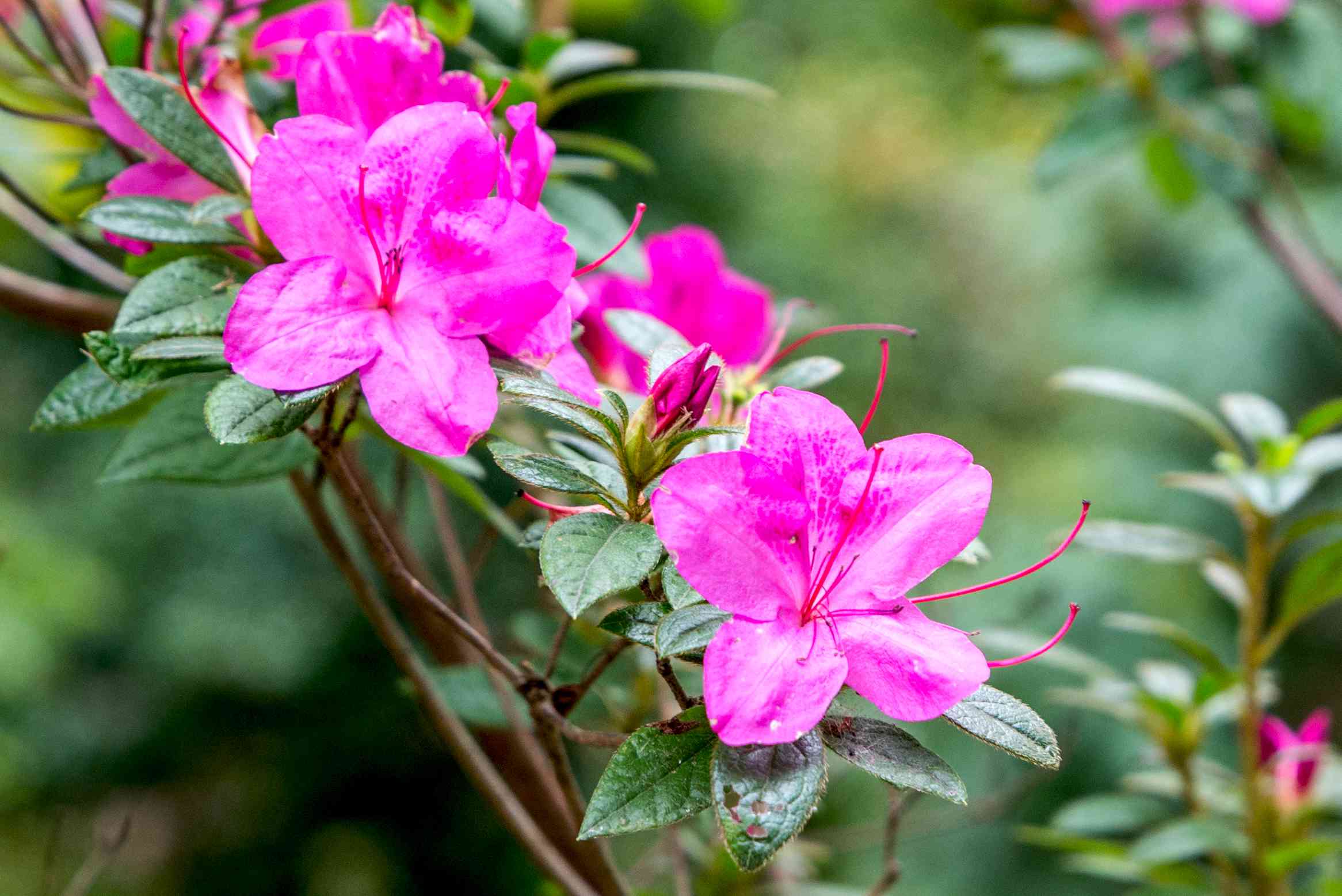 Non-GMO Azalea Flower Seeds for Gardening