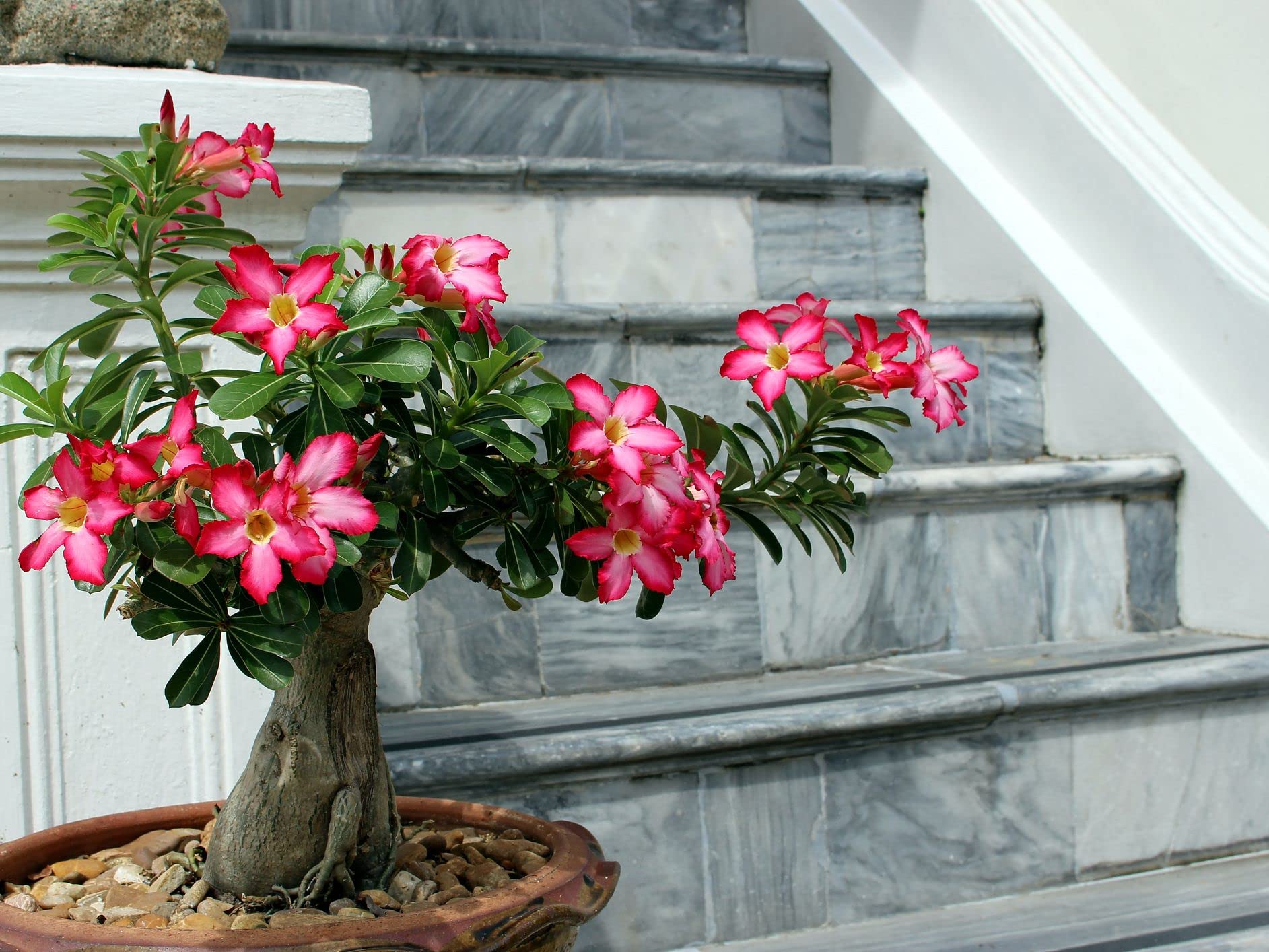 Non-GMO Rose Bonsai Seeds
