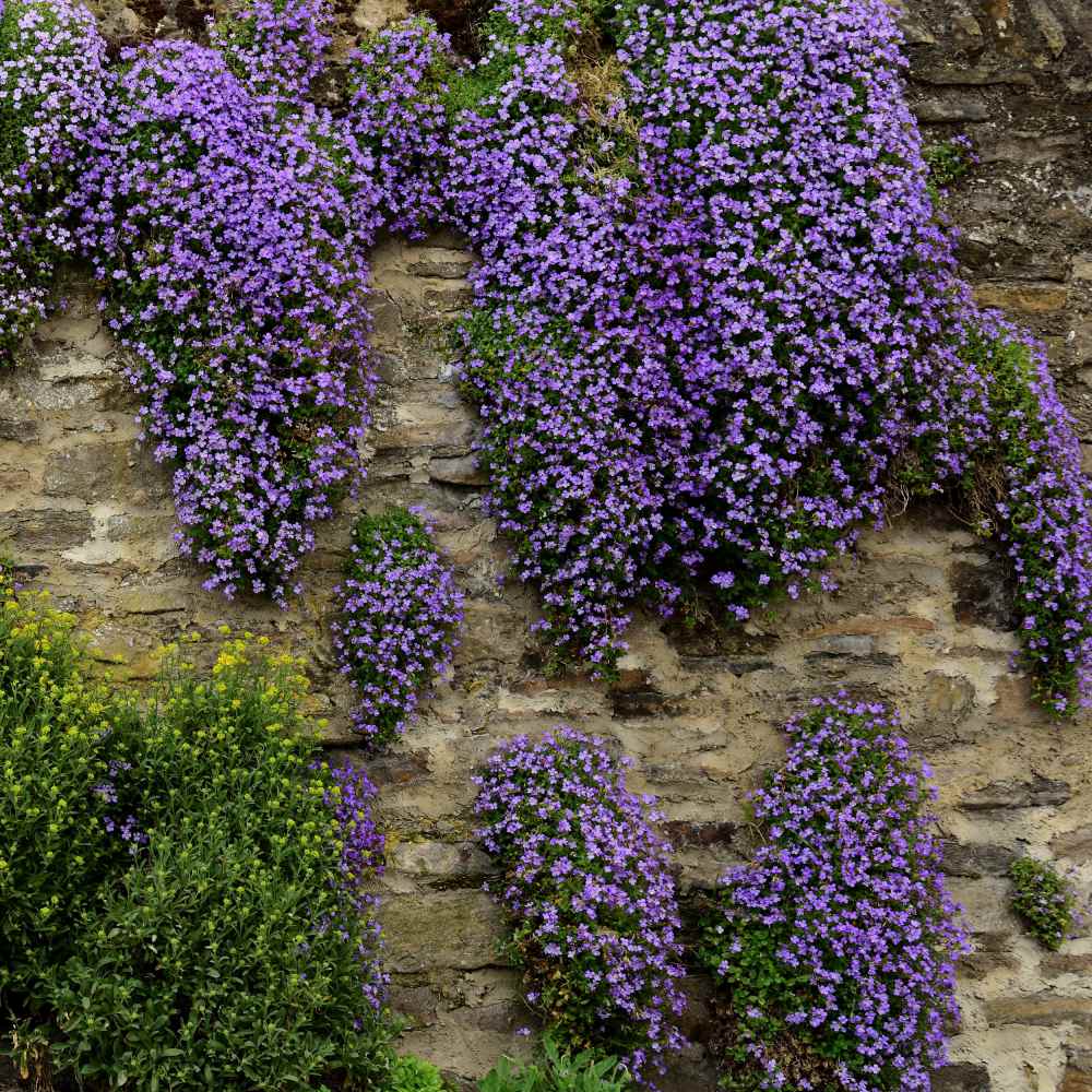 Non-GMO Cascade Flower Seeds – Long Blooming Garden Variety