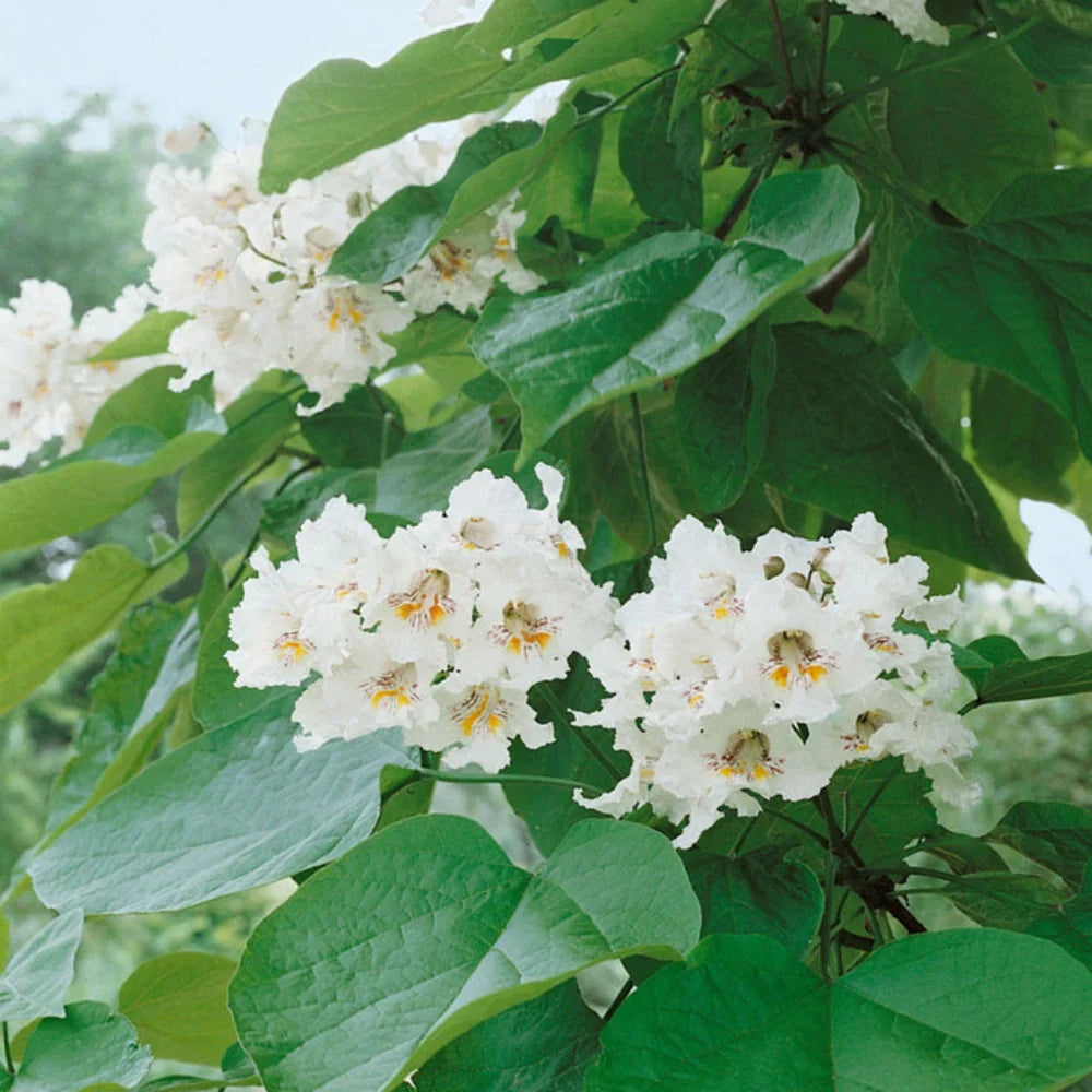 Non Gmo Catalpa Seeds