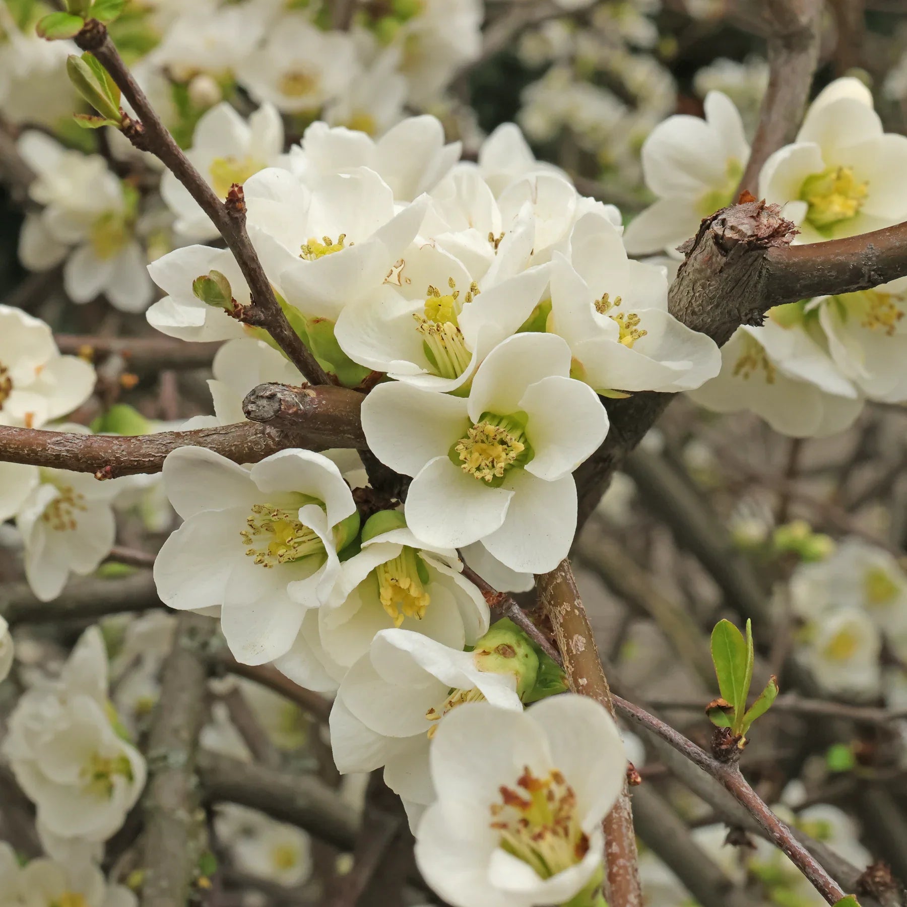 Non-GMO Chaenomeles seeds for garden landscaping