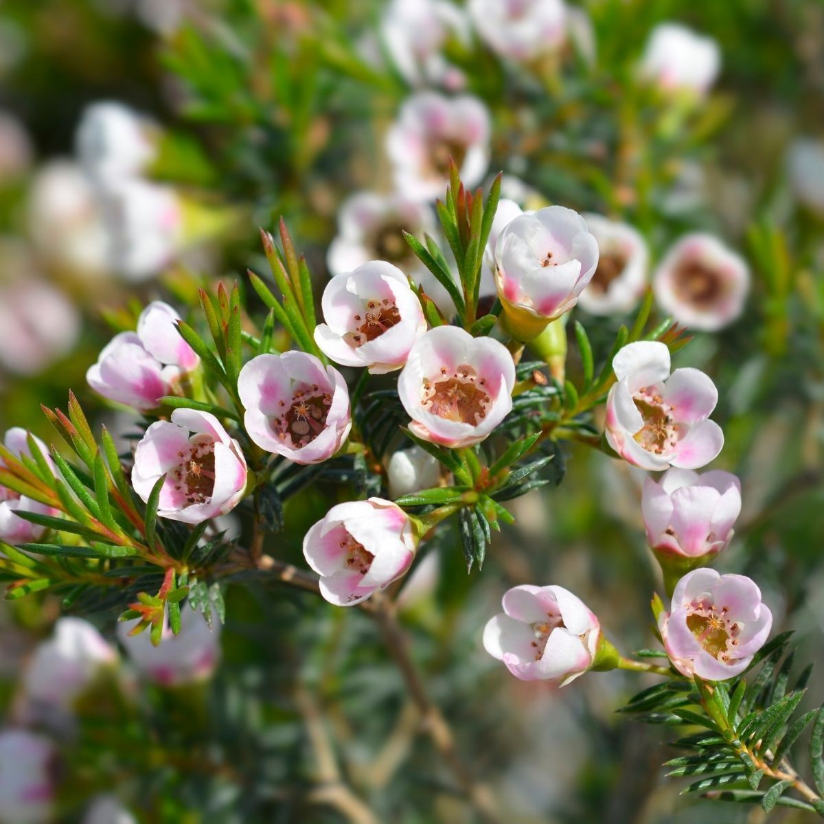 Non-GMO Chamelaucium Uncinatum Seeds for home gardens