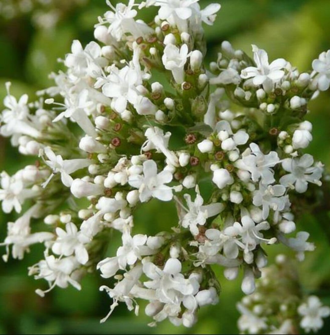 Non-GMO Common Valerian flower seeds for pollinator gardens
