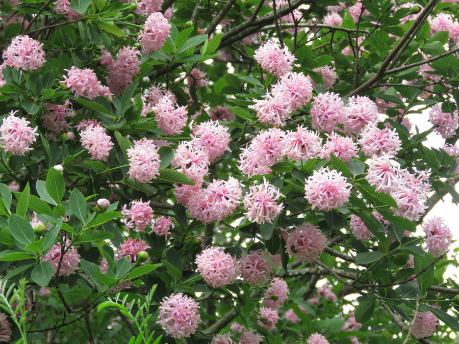 Non Gmo Dais Cotinifolia Seeds