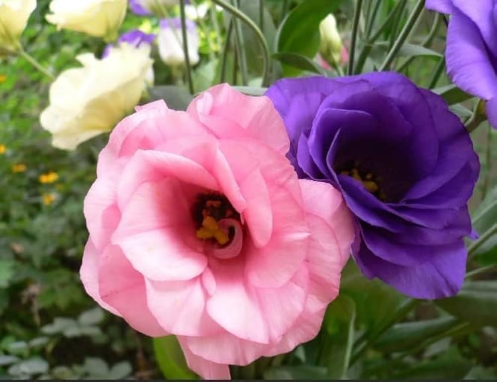 Eustoma Flower Seeds for Planting – Volite Variety Elegant Blooms