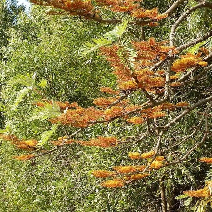 Non-GMO Grevillea Robusta Seeds