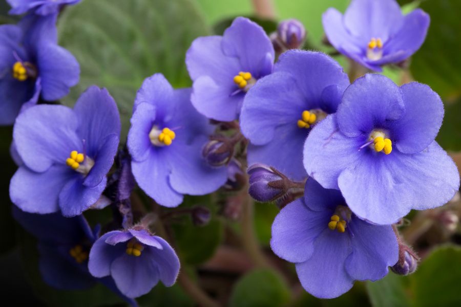 Mini Violet Rare Flower Seeds - Yellow & Pink Blooms for Unique Garden ...