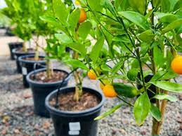 Non-GMO mixed orange seeds for growing delicious oranges