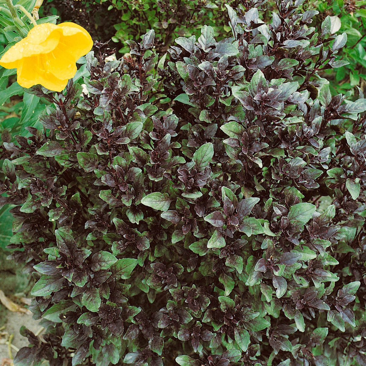 Organic Corsican Basil Seeds – Compact Ornamental Green Leaf Basil