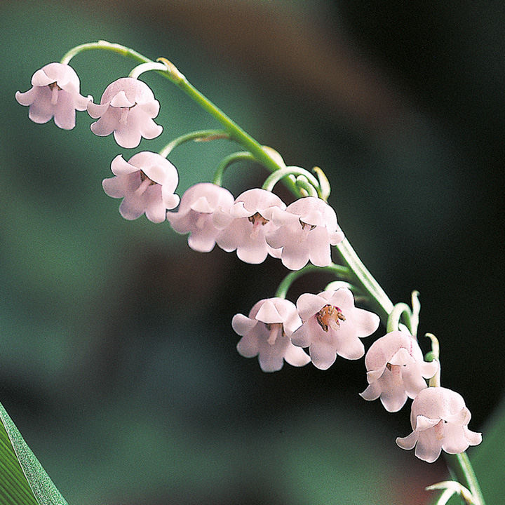 Non-GMO Pink Bell Orchid Seeds for Gardening