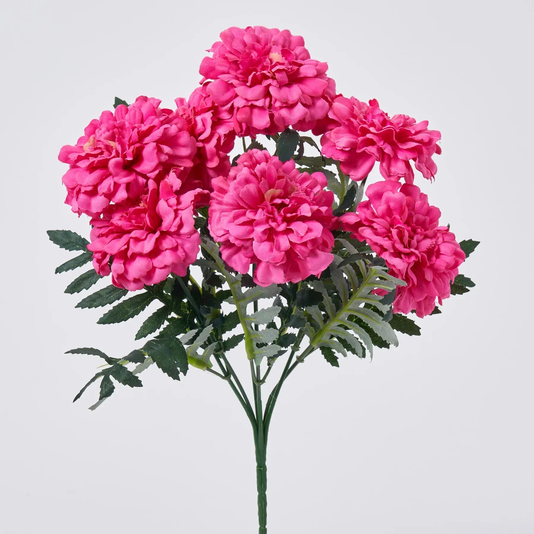 Non-GMO Pink Marigold Seeds for Gardening