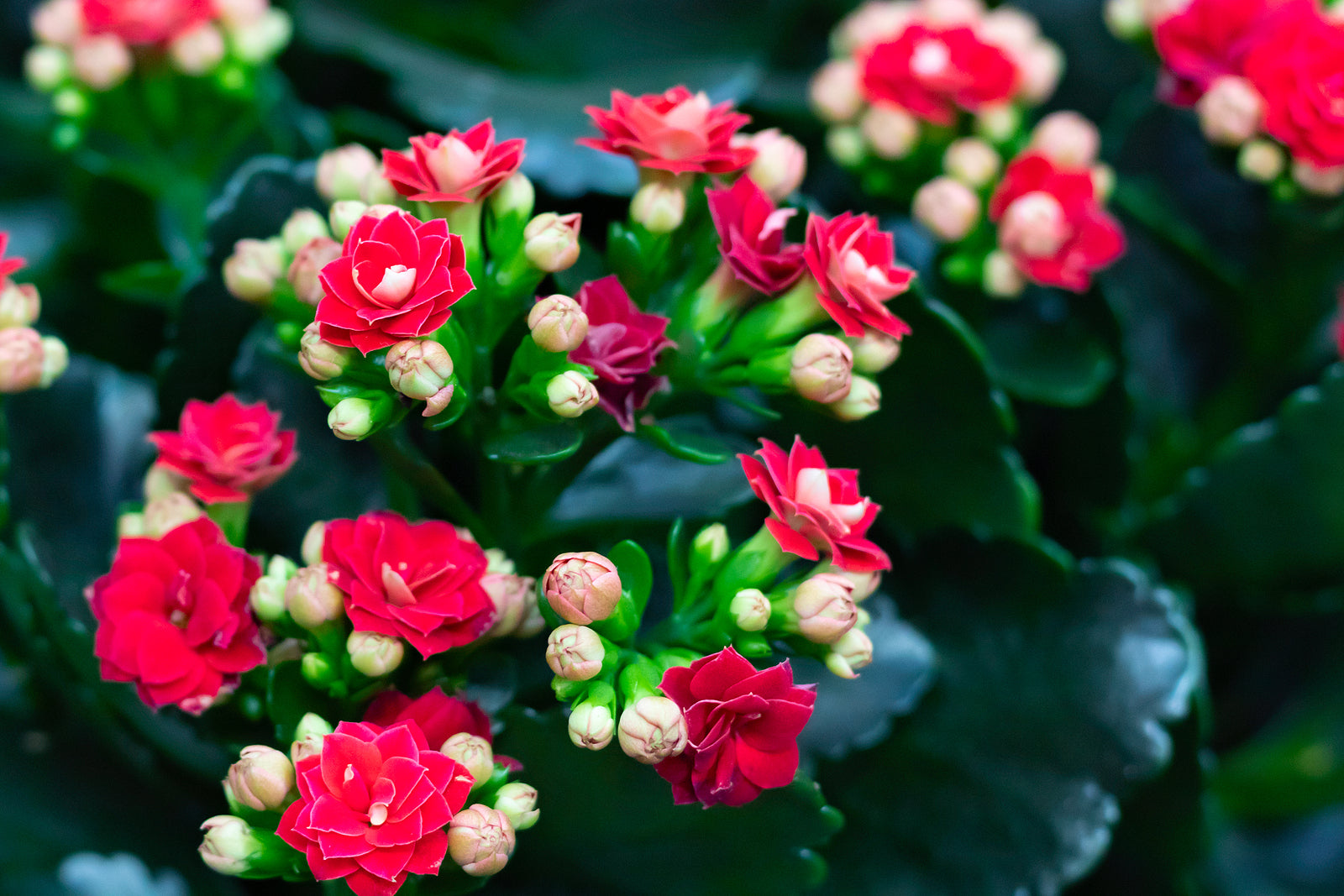 Non-GMO Purple Kalanchoe Seeds – Hardy Decorative Succulent Plant