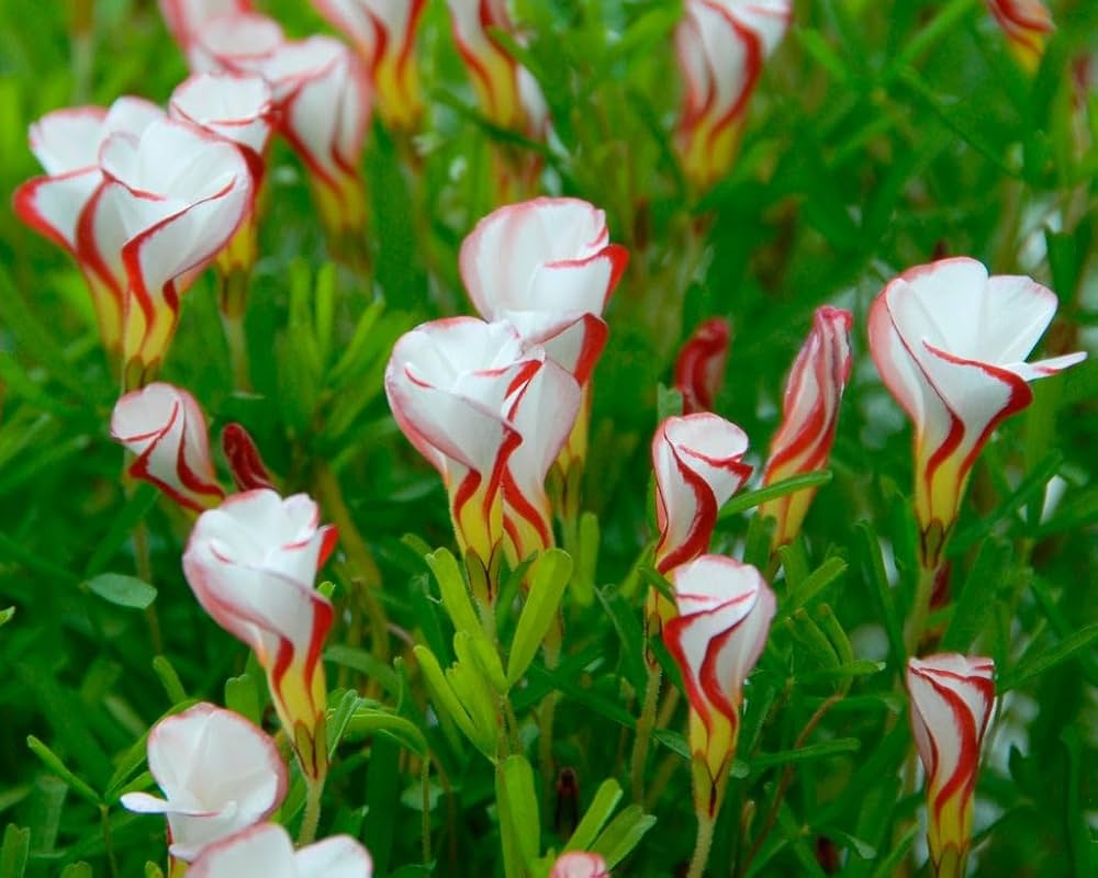 Non-GMO Red White Versicolor Flower Seeds