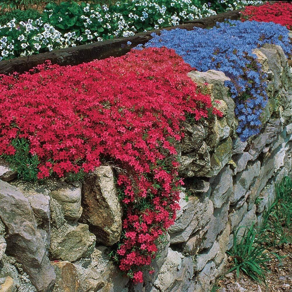 Non-GMO Rock Cress seeds for home garden planting
