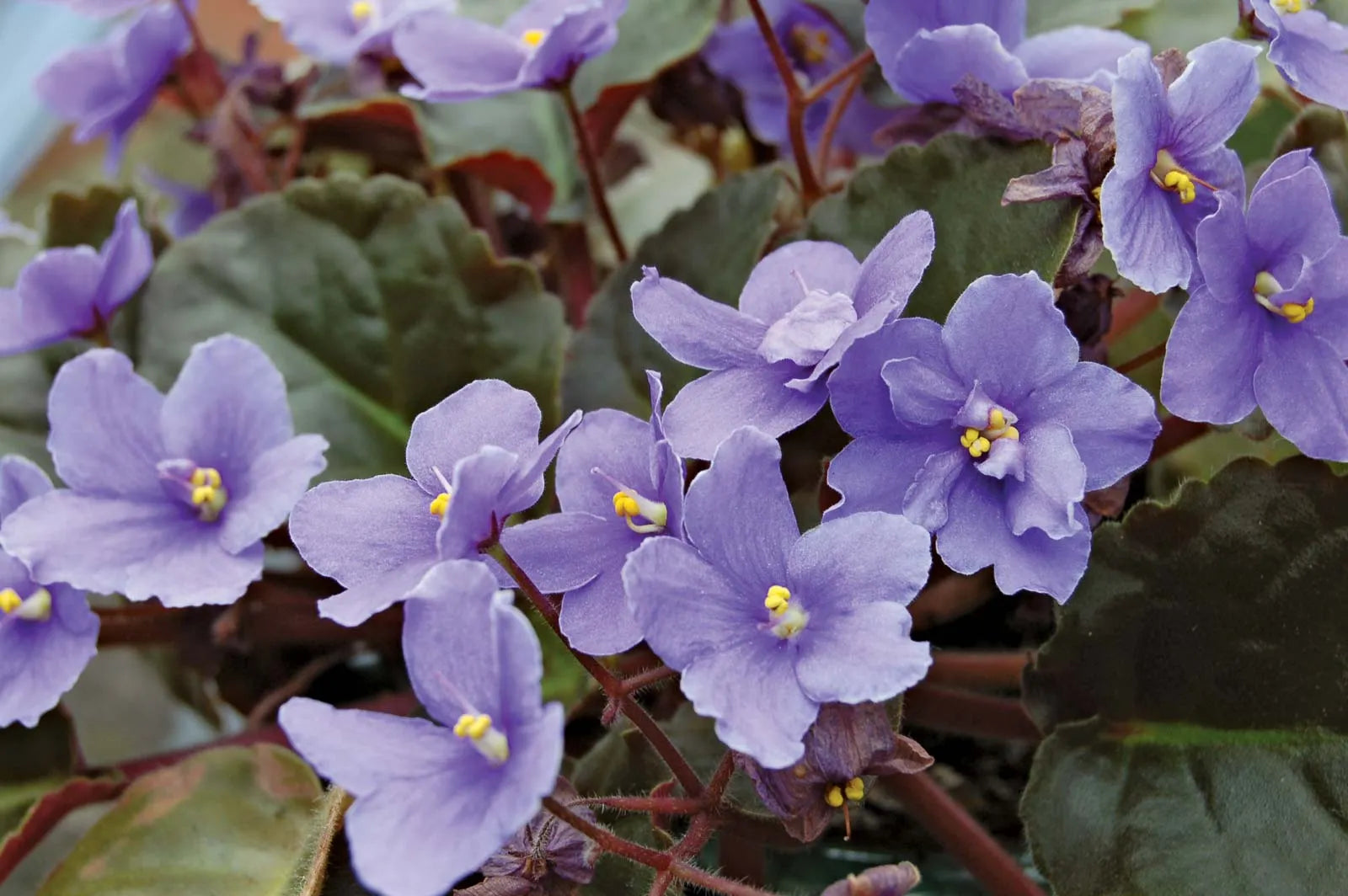 Non-GMO Saintpaulia Flower Seeds