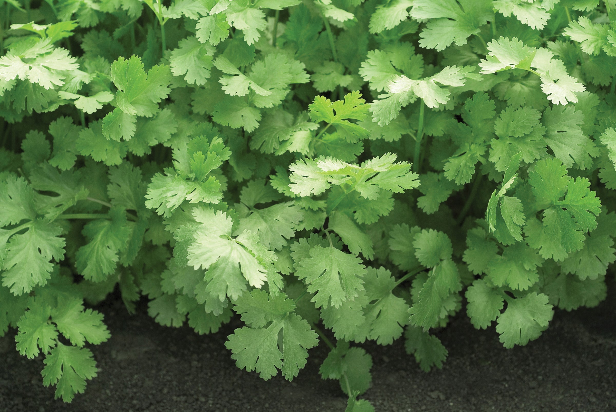 Non-GMO Santo Cilantro seeds for outdoor gardening