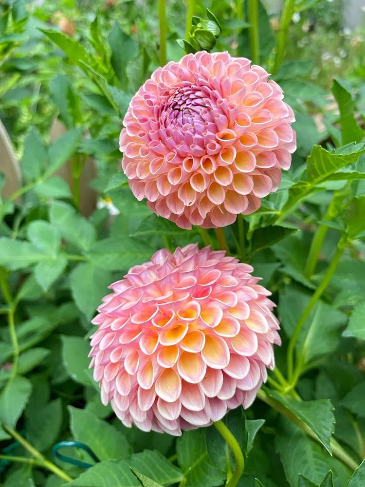 Non-GMO Sea Green Dahlia Flower Seeds